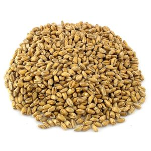Słód pszeniczny dymiony dębem Bruntal (Czechy) 1kg